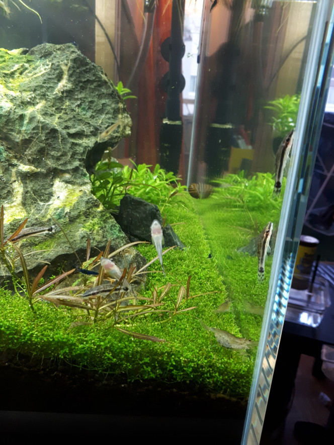  Arrivée de 6 otocinclus ! L'aquarium est encore plus animé !