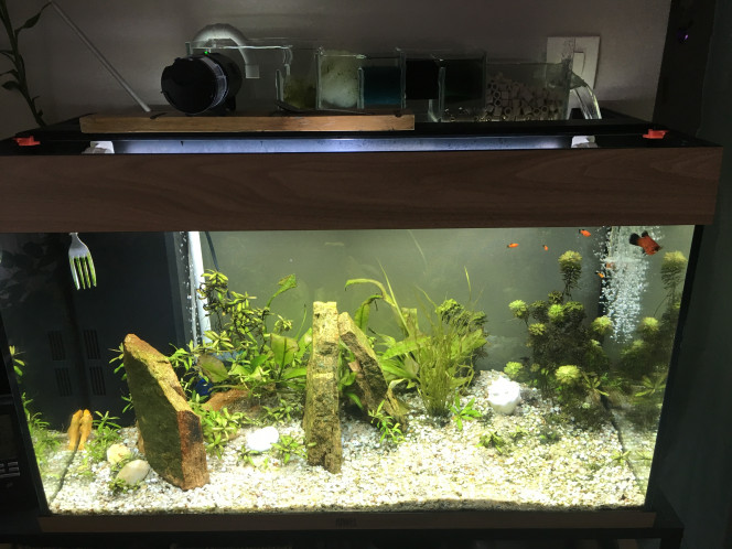 Décembre 2018 Mise en place de mon filtre fait maison
Tout va bien eau cristaline