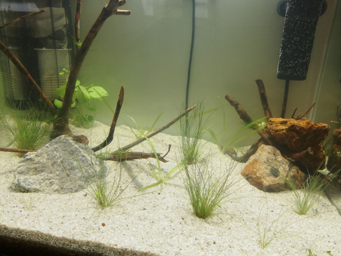 Mise en eau 55L Amazonien 