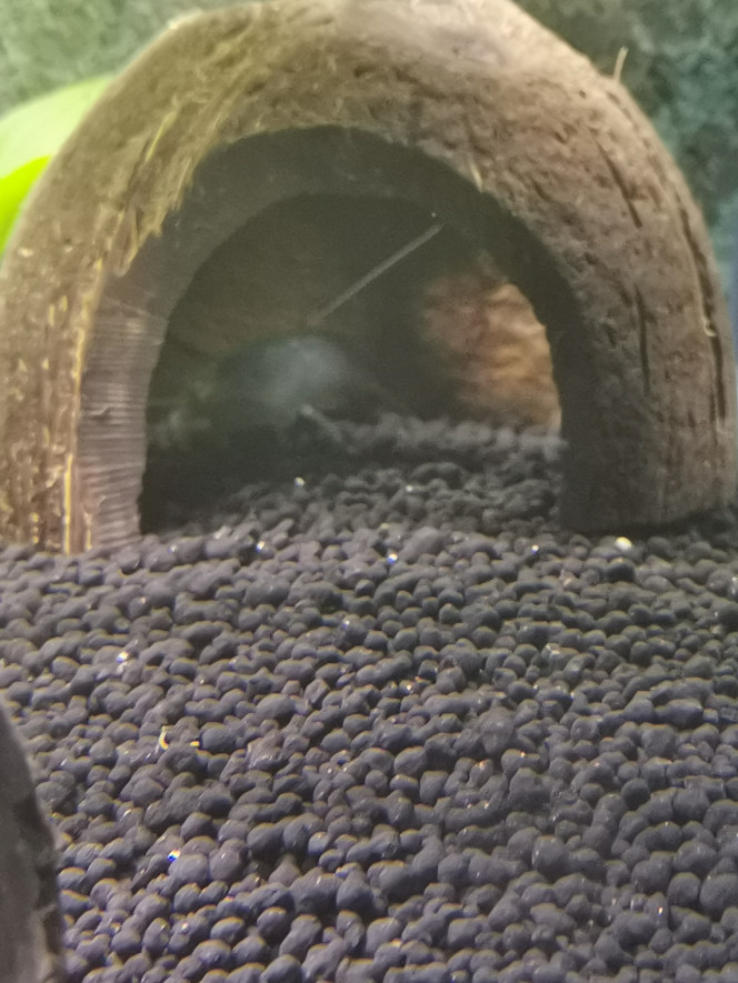  2 ème des 3 crevettes bleu du Gabon
