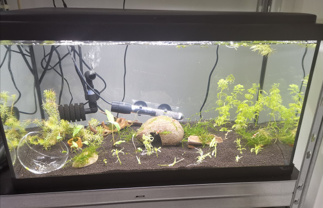  Aquarium des Red Cristal