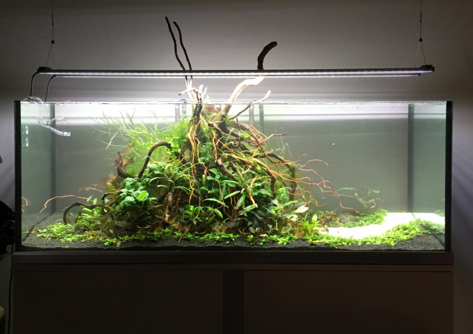  Voici mon aquarium une semaine après l'avoir complètement vidé et avoir changé hardscape et plantations.