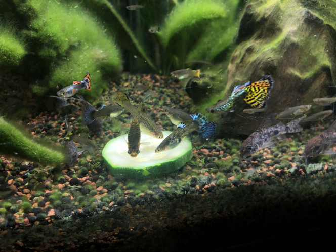 Mes Guppys et mes Corydoras découverte rondelle de courgette :)