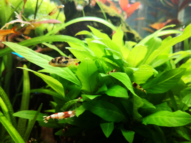 Tetraodon travancoricus Petit point sur la maintenance de mes petits travancoricus...
Ils ont bien grandi et aujourd'hui je peux dire que j'ai un mâle et une femelle ! Il faudra peut être que je lui trouve une 2eme copine si il devient trop insistant :) (mais c'est galère à déterminer quand ils sont tout jeune !
Ils sont toujours aussi pacifiques avec leurs colocataires et tirent leurs épingle du jeu au niveau de la nourriture (vers de vase et tubifex vifs et congelés) même si cela nécessite un nourrissage en 2 temps... Granulés d'abord, et les vers 15/20 minutes après quand les copains ont bien mangé :)
Pour ce qui est des crystal red, pas de cadavre mais plus de juvéniles 1er stade malgré des crevettes grainees... Je les soupçonne de bouffer les bébés même si je ne les ai jamais vu faire...
Affaire à suivre !