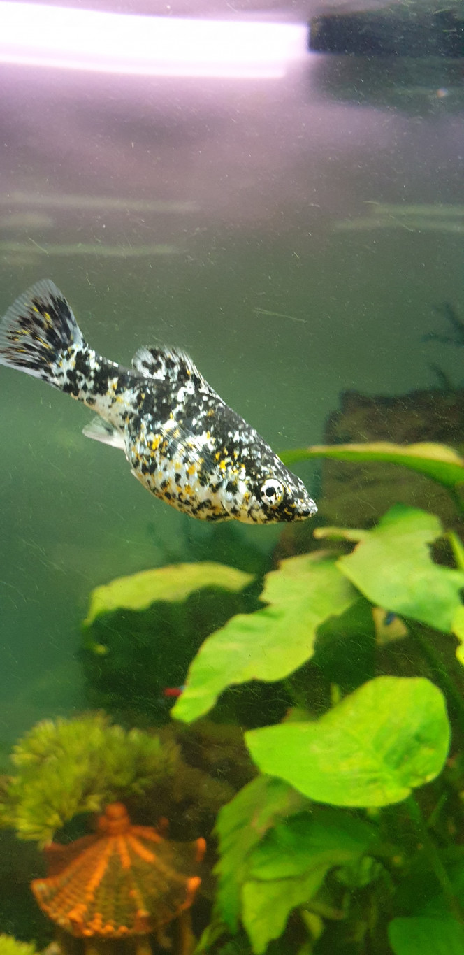Ma petite mum Poecilia sphenops  dalmatien.
Gravide 3 semaine sur 4 
Seulement 1 ou 2 alevins  a chaque coups