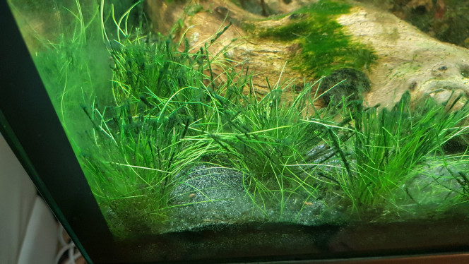Cyano 1/3 