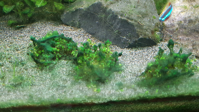 Cyano 3/3 