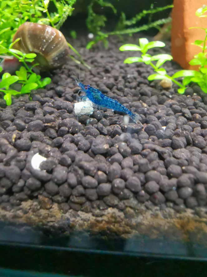  Blue Velvet
