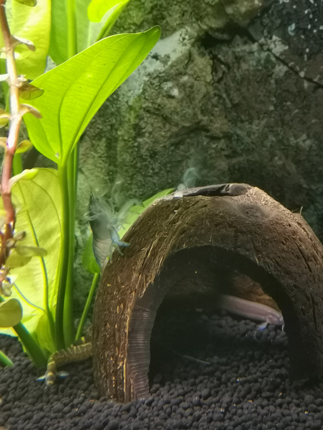  Crevette bleu du Gabon