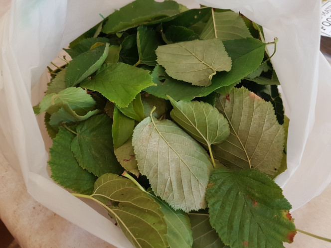  Cueillette du jour : feuilles de noisetier, pommier, prunier, pissenlit, cerisier et murier