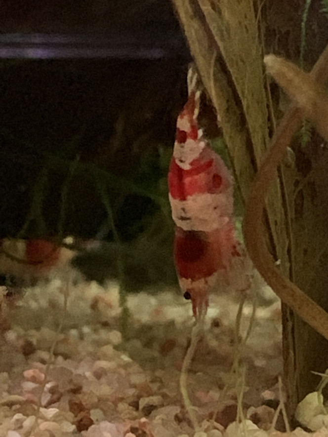 Red Cystal grainée quasiment 4 semaines - juvéniles relâchée deux jours après la photo