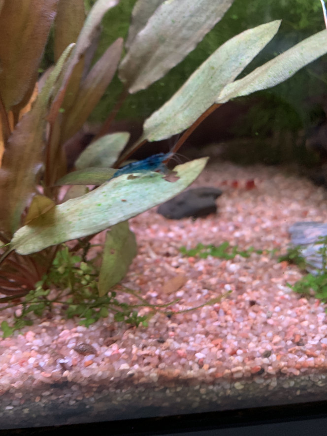 Crevette Blue Velvet Nouvellement introduite (au nombre de 12)