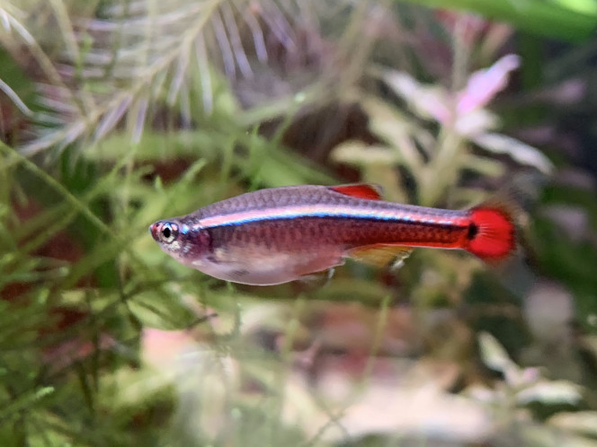 Tanichtys Albonubes 