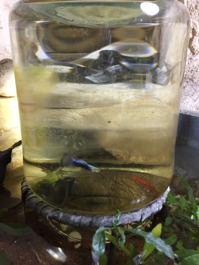 Observatoire à poisson pour plus de hauteur de vue et un espace de nage vertical.