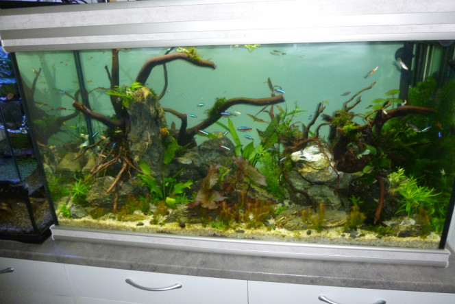 aquatlantis fusion 100 Après 1 mois de rodage ,filtration avec masse filtrante d'un autre aquarium, et essai avec guppys et platy, test eau sarisfesant , rajout de cardinalis et escargots. Ca tourne... :-)