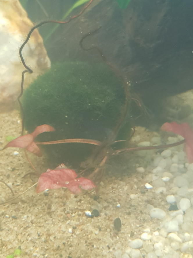  1 boule mousse de Java
Une nynphae rouge je pense que c'est ça. Si quelqu'un a le nom précis de cette plante j'aimerais bien savoir un retour.