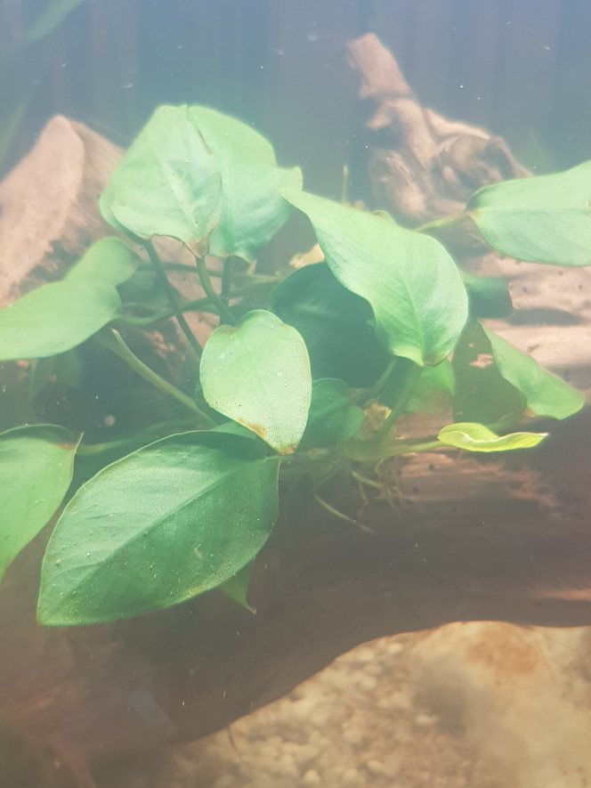 Anubias nana 