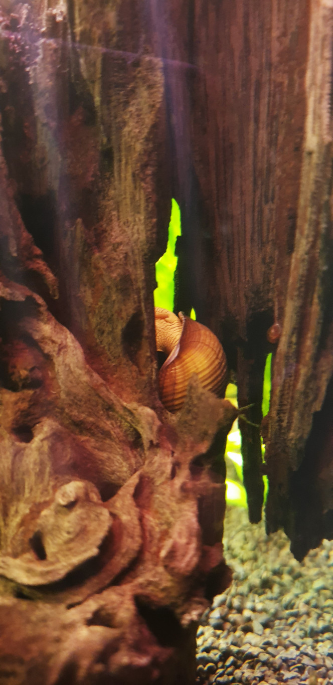 Ace Ace mon pépère tylomelania jaune, appelé aussi l’escargot lapin, d’origine du Lac Milili et Poso de l’ile de Sulawesi en Indonésie.

Plutôt nocturne que diurne 
Excellent moyen de transport pour crevette mdr