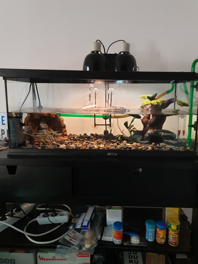  Installation de yoda ma tortue pelomedusa