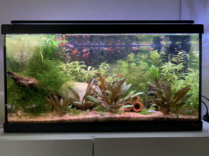 Taille des plantes et changement d’eau 