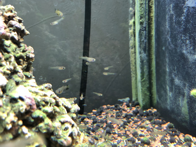 Donne Guppy Encore une vingtaine d'alevins dans la nuit...
Je peux en donner, et je ne suis pas contre quelques boutures de plante (croissance rapide de préférence)