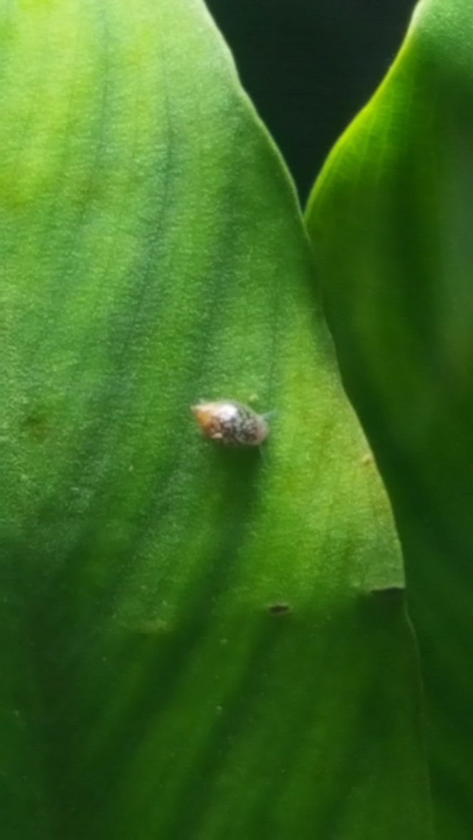 Premiers habitants animaux visibles ! Physa marmorata Les escargots sont arrivés sans invitation préalable mais c'est agréable de les voir se déplacer et se multiplier tranquillement, ils sont peut être une petite dizaine aujourd’hui (14ème jour AprèsMiseEnEau) dont certains tout minus, des bébés, qui mangent leur part d'algues.
Au tout départ, j'ai hésité à retirer le premier que j'ai vu, il avait mangé quelques feuilles de la plus grande hydrocotyle ( trous un peu similaires aux escargots du jardin), je lui ai laissé une chance, c'était quand un même mon premier animal repéré !
Quand j'ai vu son petit frère ( ou bébé ?!) j'ai à nouveau hésité, n'ayant pas eu confirmation de son identité et de son régime alimentaire. Il a bien failli être récupéré par ma pince mais la vie l'a emporté. 
J'ai bien fait, ce sont d'efficaces nettoyeurs qui passent et repassent sur les feuilles pour y brouter des petites algues en dépôt.
J'ai cherché et vérifié, ce sont bien des classiques physes (Physa marmorata) introduites probablement en même temps que l'une de mes plantes.
L'un d'eux était à l'instant sur le champignon blanc, un peu empêtré, il s'en est sorti, je ne le vois plus ... peut être a t-il bien mangé ?