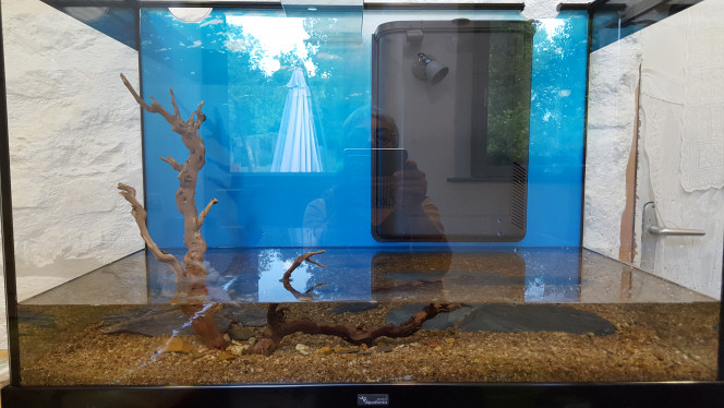 Le jour de la mise en eau. Pouzzolane rincée au fond; substrat nutritif deponitmix Dennerle 9 en 1 pour la croissance des plantes et du sable de Loire de Mauves sur Loire.

Le sable présentait quelques petites coquilles de coquillages marins que j'ai retiré de mon mieux lors du rinçage. J'ai lavé le sable avec l'eau du puits durant quelques heures pour retirer la vase et malgré ça il ne sentait pas très bon. Après l'avoir fait à nouveau trempé puis bouillir dans une lessiveuse sur feu de bois dans le méga barbecue l'odeur avait disparu !
Il est beau ce sable avec sa granulométrie non homogène, il est naturel, et pour cause !

Le poster bleu est un peu ciel et eau avec des bulles ... à ce moment là je comptais sur un effet plutôt plaisant , ... mais ça s'était avant que l'aquarium ne soit entièrement rempli d'eau, moment où il est apparu dans toute sa réalité de bleu trop vif complètement artificiel !
J'ai mis plusieurs jours avant de le retirer, il faut dire que j'en avais passé du temps à retirer les bulles d'air entre lui et la vitre !
Si j'en remet un un jour sur un autre aquarium, ce sera un noir.

Les ceps de vigne écorcés par sablage achetés tout prêts chez Maxizoo ont été collés sur un morceau d'ardoise de toit à la colle mastic spécial aquarium la veille, sinon dans le substrat seul ils n'auraient pas tenu, c'est certain.

Quelques fragment de schistes ardoisiers ont été placés pour caler les dénivelés et apporter du minéral. Je ne suis pas sûre de leur bonne intégration esthétique !? A voir avec le temps, quand les végétaux se seront vraiment installés. Je les ai fait bouillir aussi. J'ai également hésité avant de les mettre dans le décor, il y avait des marques de 'rouille' et la présence de fer m' a posé questions ... pour les poissons et leur bonne santé .... je ne suis pas sûre d'avoir vraiment trouvé de réponse à mes questions ! 

Je pense aujourd'hui, que si j'avais eu de gros galets ou pierres arrondis sous la main, j'aurai choisi de les intégrer à la place des ardoises qui manquent de naturel.