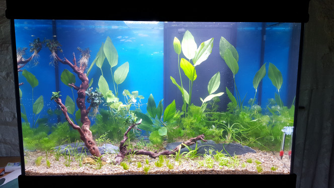 Plantation et mise en eau  terminées. Le bac  dans son état initial !
Dimanche soir  ... une impression mitigée, une légère déception ... quelques doutes, ai je fait les bons choix, de végétaux, de matériaux, de décors, de mise en place ... n'ai je pas trop diviser les plantes achetées en godets paniers, maintenant tout est trop chétif, la densité est faible, ça manque de vert !!!
Là il est juste temps d'aller se coucher ! Demain il fera jour ... il faut patienter, laisser le temps au temps, le temps aux végétaux de s'installer, de s'enraciner, de reprendre leur croissance interrompue .... j'y repense ... certaines ont souffert d'avoir été plantées, replantées, rereplantées après s'être échappées de ce substrat si mince qui ne les retient pas, leur feuilles les attirant vers le haut, voulant flotter ... pas si simple la plantation des aquatiques !
J'espère qu'elles vont prendre, qu'elles vont se plaire.