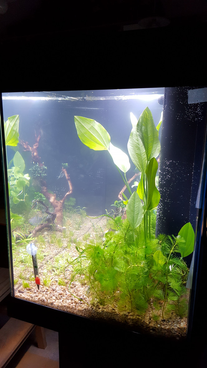 Bac à tribord. Vue en entrant dans la pièce, par la porte intérieure.
Le filtre est énorme ! Il n'est pas prêt d'être masqué par la végétation.
L'aquarium est installé dans ma pièce favorite, aménagée il y a à peine deux ans, la pièce refuge, hyper lumineuse, aux murs blancs, donnant sur le jardin derrière et la terrasse en pavés de rue. Mon atelier pour bricoler, surtout pour la couture ... évidemment, j'ai un peu hésité, l'eau et les tissus ne font pas forcément bon ménage, la pièce n'est pas très grande ?! mais c'est tellement là que j'aimerais qu'il soit ... il suffira de faire attention, d'éloigner les tissus le temps du changement d'eau ... et puis ce n'est pas non plus une piscine, il ne fait que 140 litres, avec 80 cm de façade, 40 cm de largeur et 55 cm de haut. J'aime bien ses proportions, sa hauteur généreuse ... ça m'évitera un peu de me mettre à genou pour bien le regarder, pour bien en profiter.