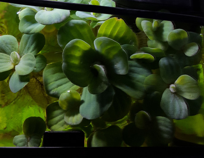 Trop heureuse de cette jolie plante flottante. Pistia stratiotes,  plus joliement nommée Laitue d’eau , Chou aquatique ou salade du Nil est une espèce de plante maintenant pantropicale : on la trouve en Amérique, en Asie, en Afrique, en Océanie et elle est introduite en Europe. 
Elle est vraiment superbe, ses feuilles épaisses ont un vert grisé duveteux strié très délicat.