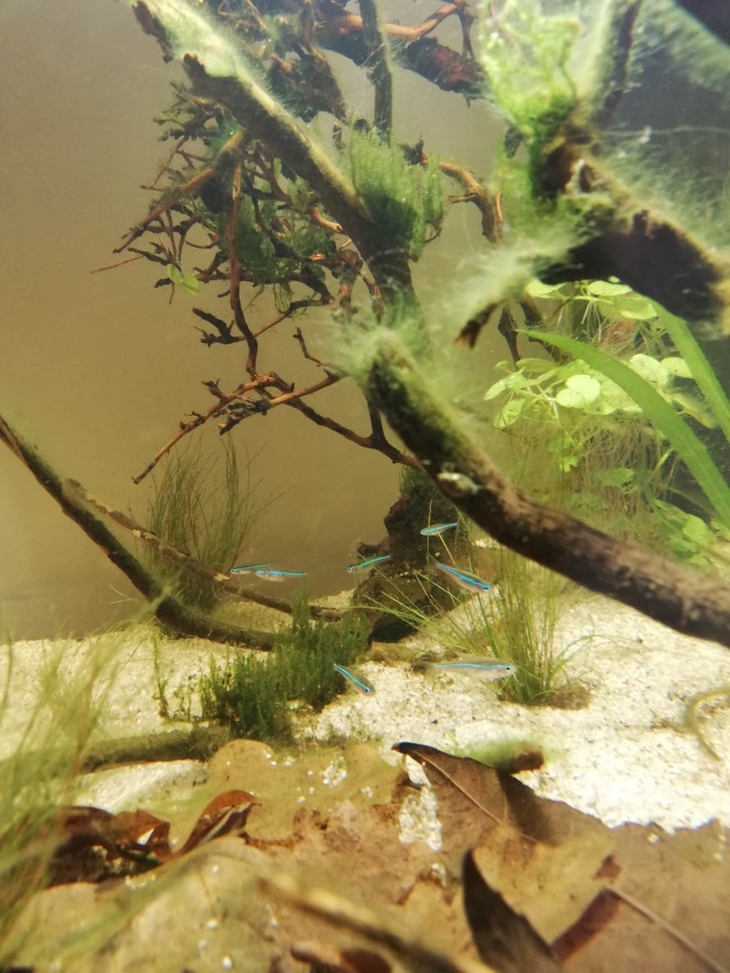  Les "faux néons" similans s'éclatent avec les Corydoras nains (impossible à prendre en photo, trop fou fou). Les feuilles se décomposent lentement, les algues ont été taillées, l'eau verdit encore un peu. Les crevettes, escargots et plantes vont doucement réguler les algues. Cette vie qui s'installe lentement, à son rythme, c'est un pur bonheur :-)