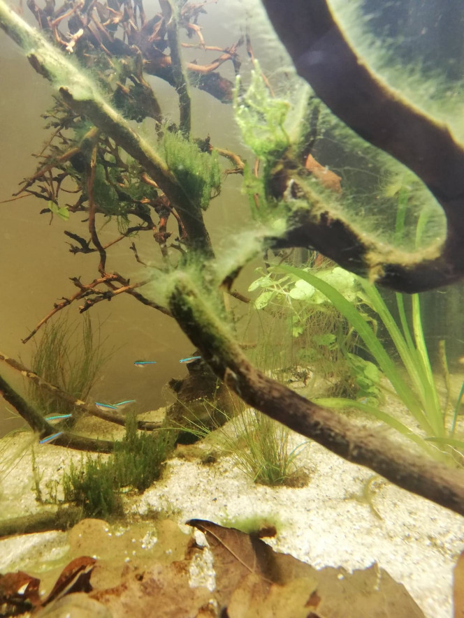  Les "faux néons" similans s'éclatent avec les Corydoras nains (impossible à prendre en photo, trop fou fou). Les feuilles se décomposent lentement, les algues ont été taillées, l'eau verdit encore un peu. Les crevettes, escargots et plantes vont doucement réguler les algues. Cette vie qui s'installe lentement, à son rythme, c'est un pur bonheur :-)