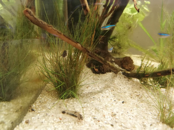  Les "faux néons" similans s'éclatent avec les Corydoras nains (impossible à prendre en photo, trop fou fou). Les feuilles se décomposent lentement, les algues ont été taillées, l'eau verdit encore un peu. Les crevettes, escargots et plantes vont doucement réguler les algues. Cette vie qui s'installe lentement, à son rythme, c'est un pur bonheur :-)