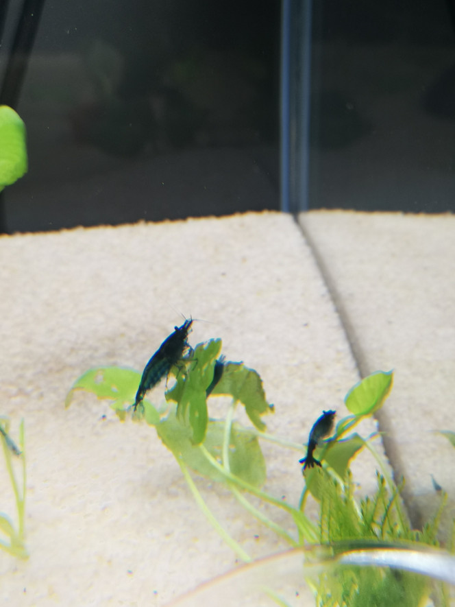  Blue Velvet