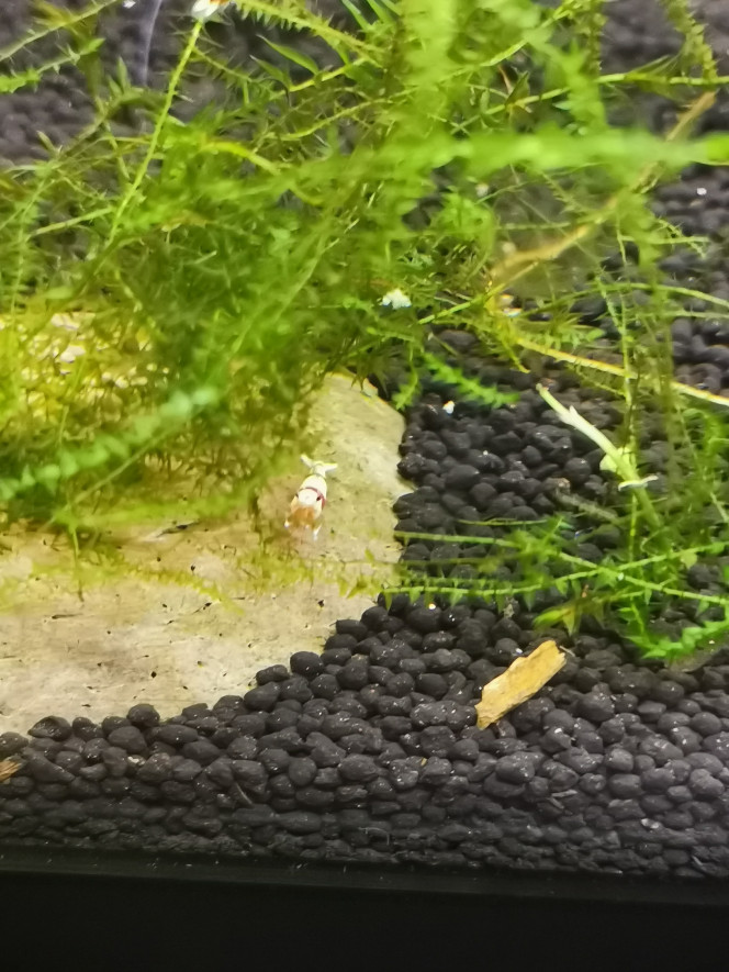  Ma petite pépite