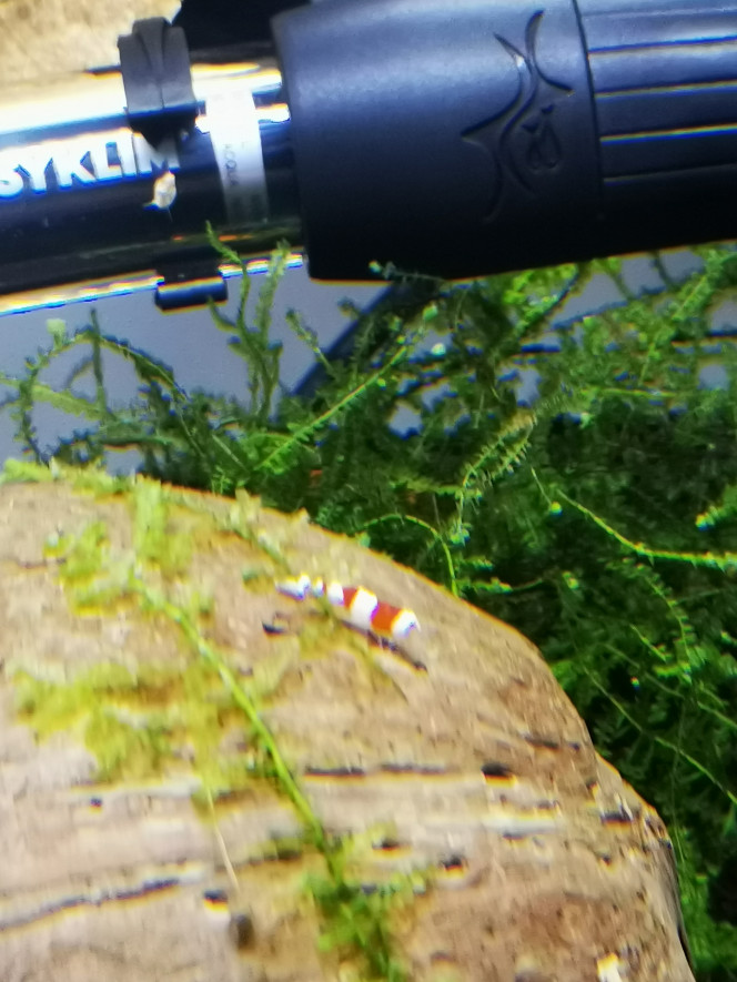  Baby red Crystal