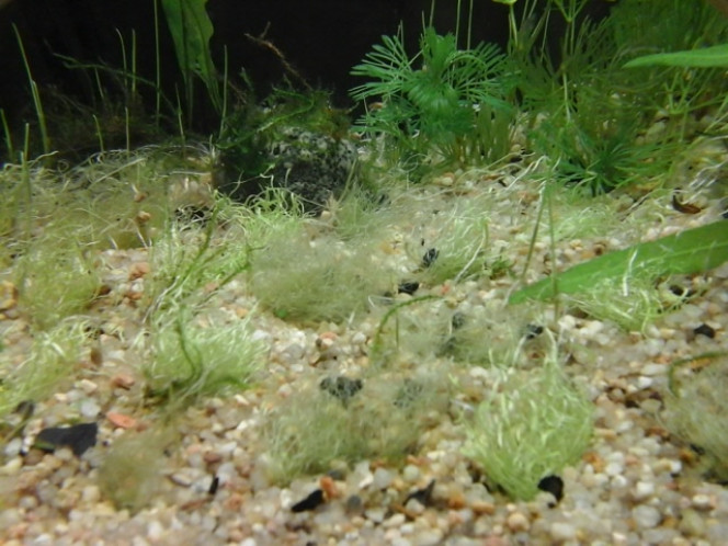 utricularia gramifolia dur dur en mauvaise forme au 4e jour, elle est en train de fondre.

le passage de in vitro à un bac avec des bactéries qui dégradent la vase semble fatal.