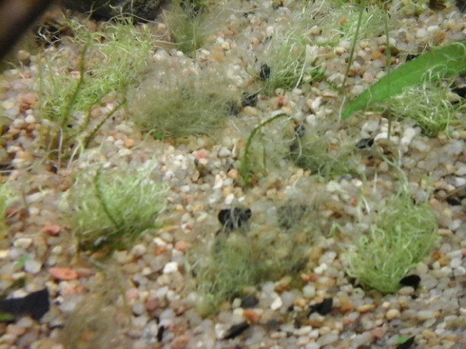 utricularia gramifolia dur dur en mauvaise forme au 4e jour, elle est en train de fondre.

le passage de in vitro à un bac avec des bactéries qui dégradent la vase semble fatal.