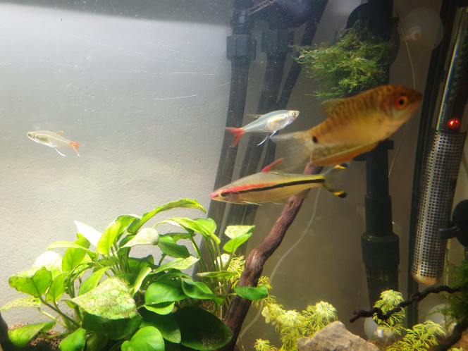 Aquarium lucas Gourami miel