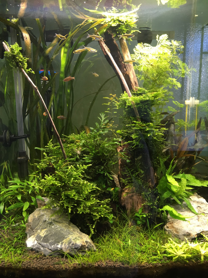 Mon nano aquarium 60L 