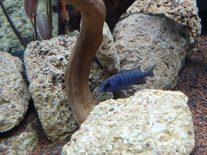 cyrtocara moorii 