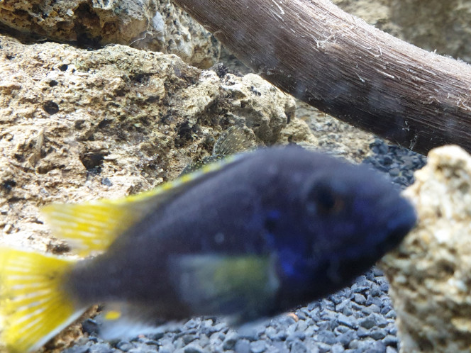 Pseudotropheus acei 