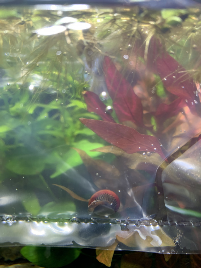 Neritinia rouge ... un escargot singulier et magnifique ...