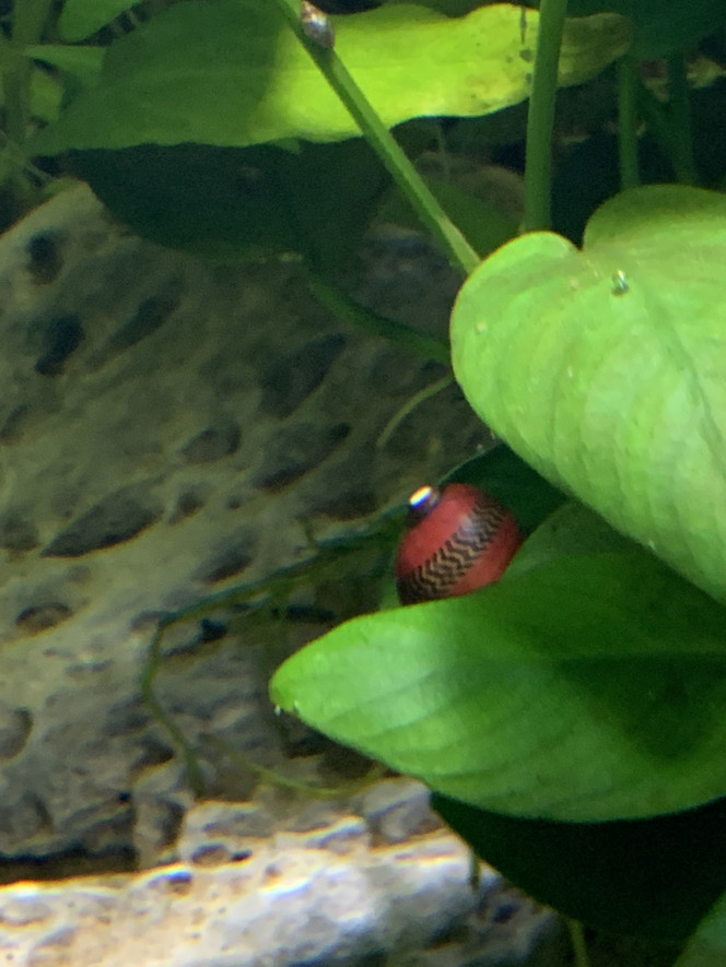 Neritinia rouge ... un escargot singulier et magnifique ...