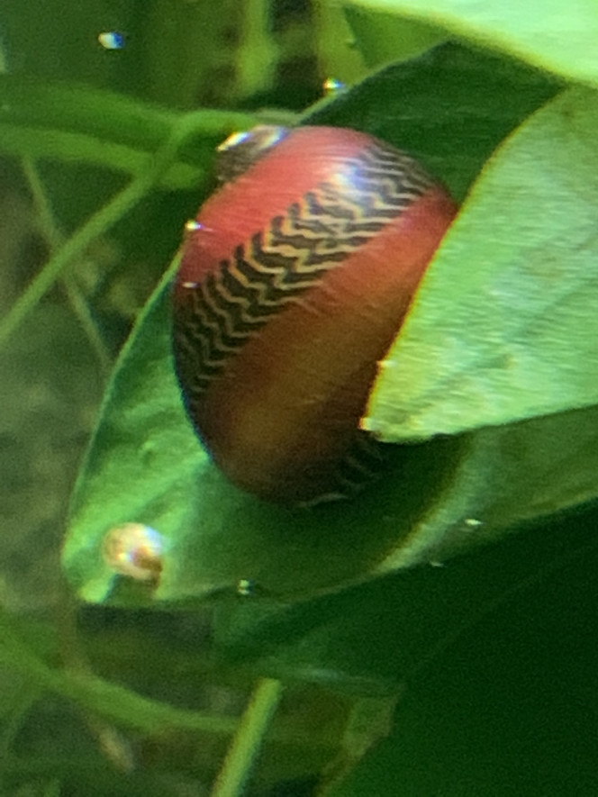 Neritinia rouge ... un escargot singulier et magnifique ...