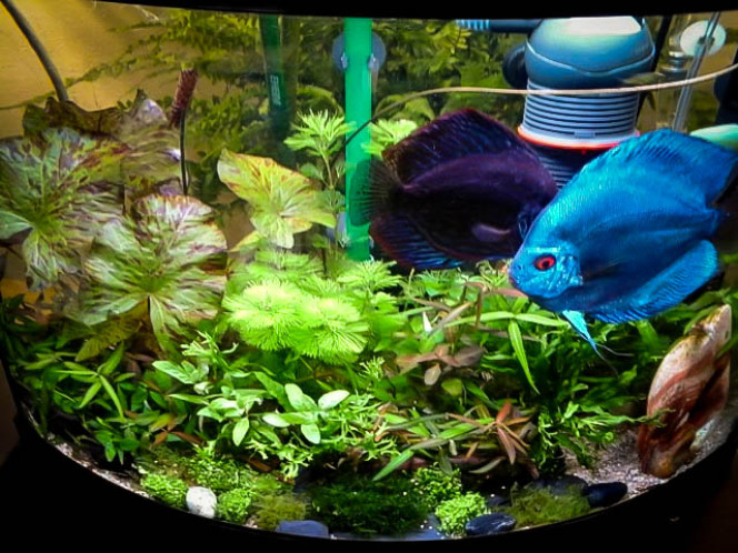 rajout de plantes complément de déco, ça pousse super bien. je dois tailler souvent.
sans substrat ça fait un tapis de racines qu'on peut déplacer en poussant dessus, c'est assez pratique pour ajuster les plantes.