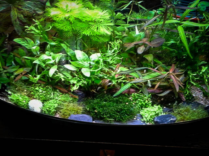 rajout de plantes 