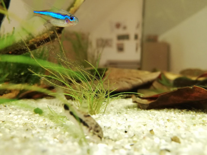 Pararcheirodon Simulans La bande blé/verte du "faux néon" se prolonge jusqu'à la caudale, contrairement au vrai néon. Au premier plan, un Corydoras habrosus tout flou, ils sont complètement fous ceux-là, toujours en mouvement !