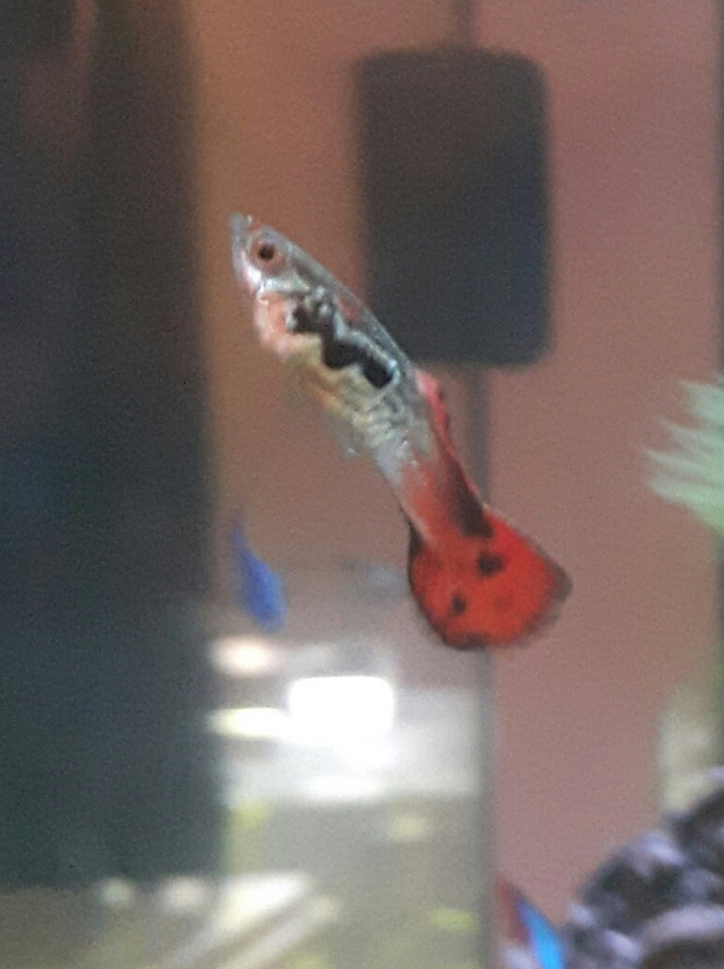 Photographie du post de Lulu82 