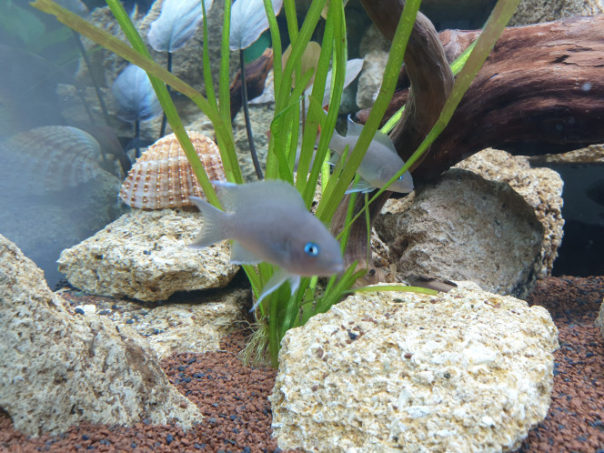 neolamprologus marunguensis Voila le petit couple